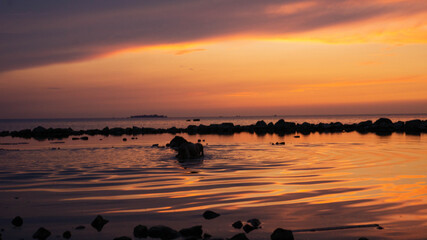 sunset on the beach and dog