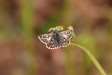 A Grizzled Skipper butterfly basking on bracken.