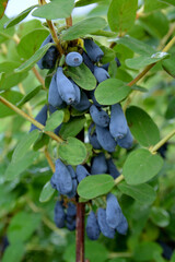 jagoda kamczacka © robert6666