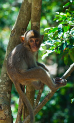Fototapeta premium The Rhesus Macaque Monkey sitting under the tree in its natural habitat