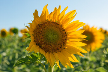 girasol movido por el viento 