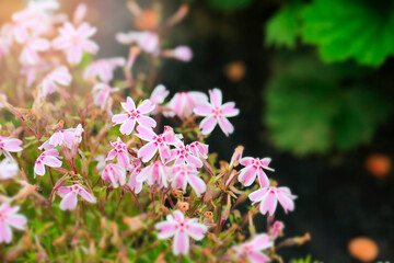 Beautiful pink flowers in garden. In the background are green leaves. Ornamental flower.