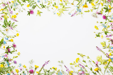 beautiful wild flowers on white background