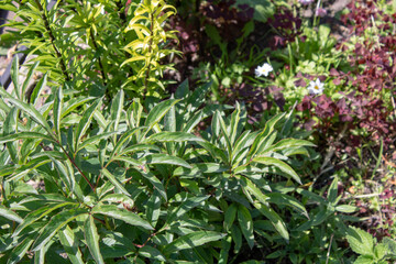 Fototapeta na wymiar Very beautiful bush of green peony