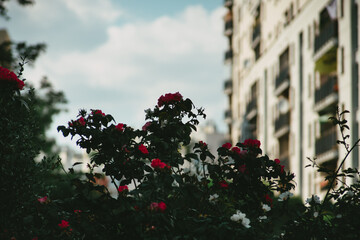 Fototapeta premium Rosses in the city