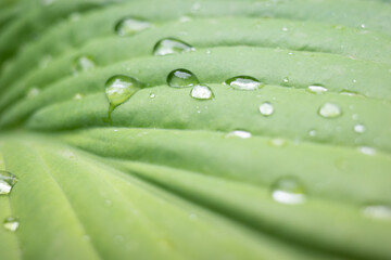 Drops of water on a green leaf. Raindrops on a green leaf. Closeup