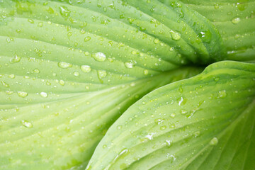 Drops of water on a green leaf. Raindrops on a green leaf. Closeup