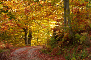 Parque natural de Redes, Asturias, España- 3/02/2014: Un dia soleado de otoño de paseo por la...