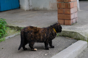 Yard cat walks along the street. Street cat.