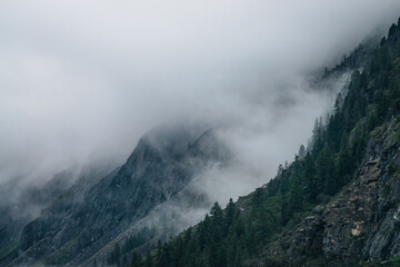 Ghostly foggy coniferous forest on rocky mountainside. Atmospheric view to big crags in dense fog. Low clouds among giant mountains with conifer trees. Minimalist dramatic scenery at early morning.