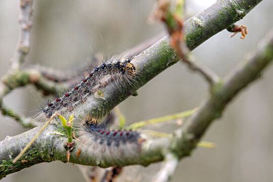 Raupe des Schwammspinner s ( Lymantria dispar ).