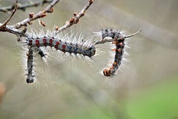 Raupe des Schwammspinner s ( Lymantria dispar ).