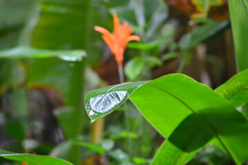 butterfly on a leaf