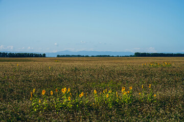 Beautiful scenic landscape with harvested sunflowers in empty field under blue sky. Some sunflowers grow among empty field on background of horizon with trees. Plantation of sun flowers. Harvest time.