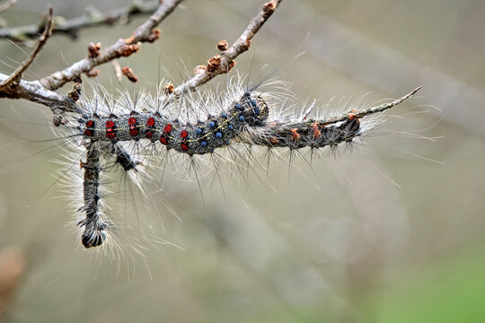 Raupe des Schwammspinner s ( Lymantria dispar ).