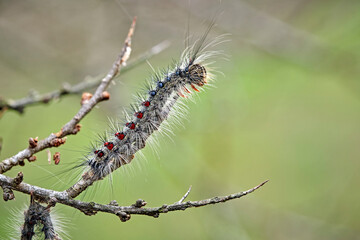 Raupe des Schwammspinner s ( Lymantria dispar ).