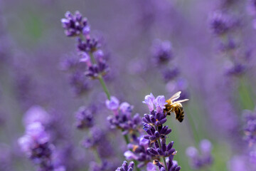 bee collecting pollen