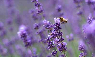 bee collecting pollen