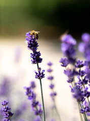 Fototapeta premium bee collecting pollen