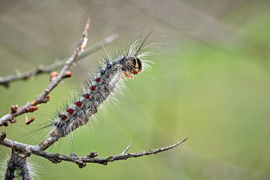 Raupe des Schwammspinner s ( Lymantria dispar ).