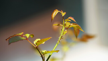 Several black and green aphids in a rose bush in Spring season