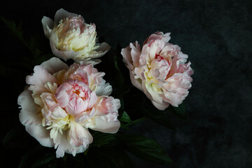 pink peony flowers in the dark background © Anna