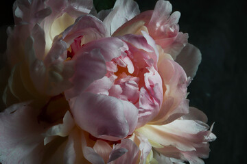 pink peony flowers in the dark background