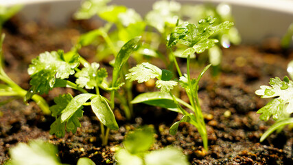 Coriander leaf detail on a pot and water drops