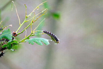 Raupe des Schwammspinner s ( Lymantria dispar ).