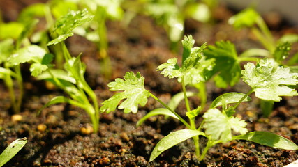 Detail of coriander plant leaves on a pot and water drops