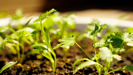 Water drops on coriander leaf plant on a pot