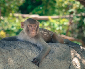 A macaque monkey is lying on a tree and looking away