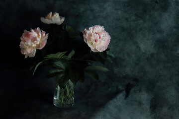 pink peony flowers in the dark background