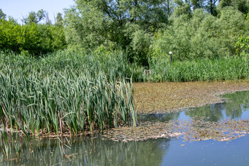 Lake with pure healing water at the Holy Source of St. Nicholas the Wonderworker.