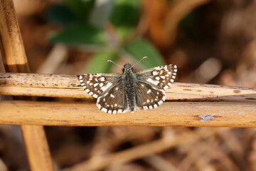 A Grizzled Skipper butterfly basking on fallen dried bracken stems.