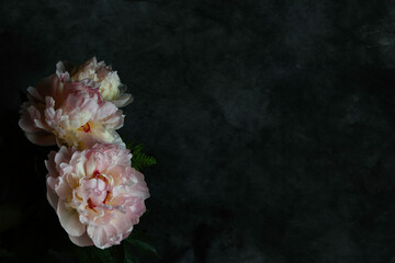 pink peony flowers in the dark background
