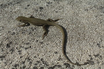 un lézard des murailles sur un mur rocheux dans le sud de la France