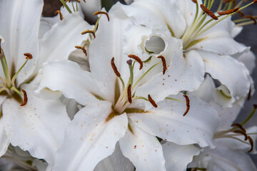 Fototapeta na wymiar wunderschöne Lilienblüte mit Staubfäden