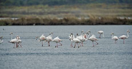 Flamingos photographed in an abandoned salt pans of Ulcinj in Montenegro