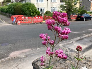 pink flowers next to road works
