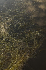 Fototapeta na wymiar grass texture on water 