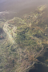 Fototapeta na wymiar grass texture on water 