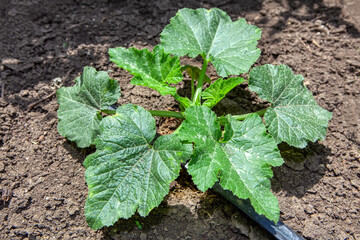 cultivated squash  with green leaves