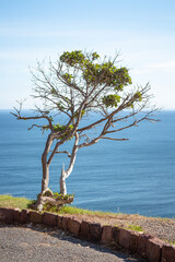 Fototapeta na wymiar lonely tree on the coast