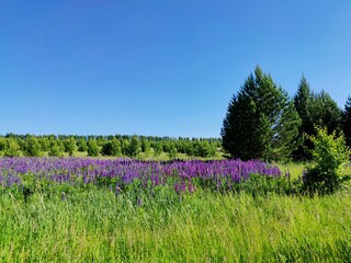 beautiful meadow with purple blooming lupines in a green field against a blue sky on a sunny day