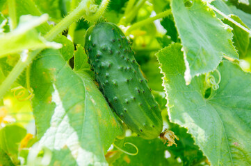 Long cucumbers on a branch in a greenhouse