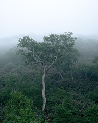 ニセコ連峰の霧の峠道（Niseko mountain range fog pass）	