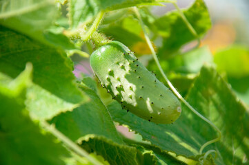 Long cucumbers on a branch in a greenhouse