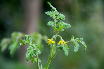 junge Tomatenpflanze mit gelben Blüten, Selbstversorger mit Tomaten, Tomatenzucht im Topf auf Balkon und Terrasse, Anzucht von Tomaten