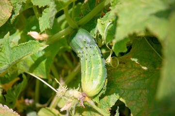 Long cucumbers on a branch in a greenhouse